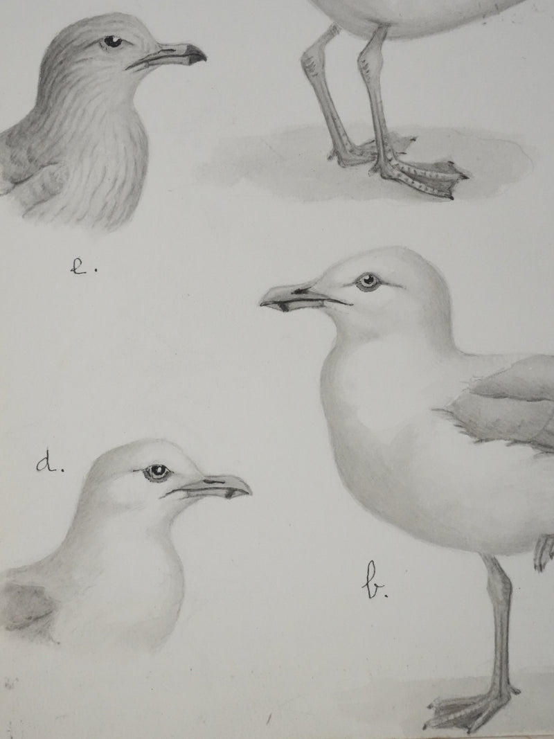 Louis DELAPCHIER : Goélands et Grand Labbe, Aquarelle originale signée