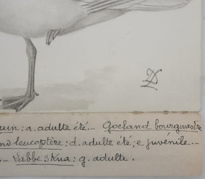 Louis DELAPCHIER : Goélands et Grand Labbe, Aquarelle originale signée