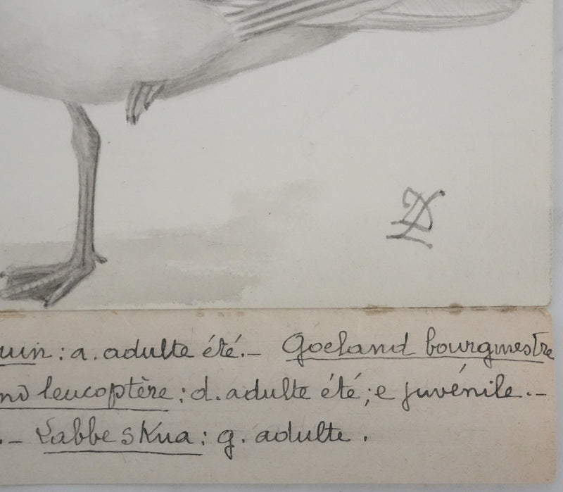 Louis DELAPCHIER : Goélands et Grand Labbe, Aquarelle originale signée