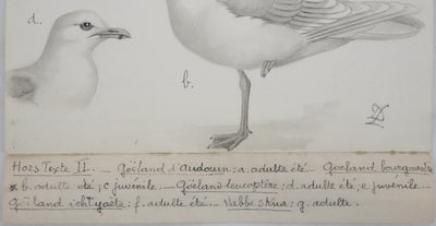 Louis DELAPCHIER : Goélands et Grand Labbe, Aquarelle originale signée