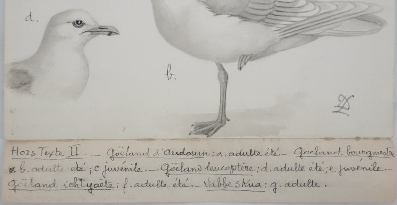 Louis DELAPCHIER : Goélands et Grand Labbe, Aquarelle originale signée