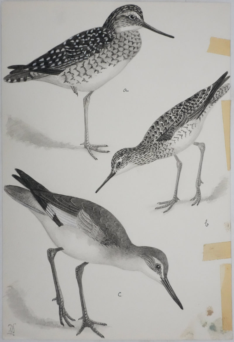 Louis DELAPCHIER : Chevaliers et Bécasseau semi palmé, Aquarelle originale signée