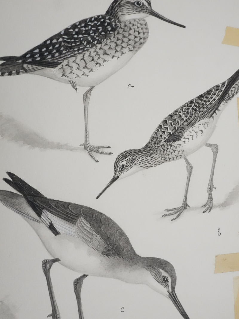 Louis DELAPCHIER : Chevaliers et Bécasseau semi palmé, Aquarelle originale signée