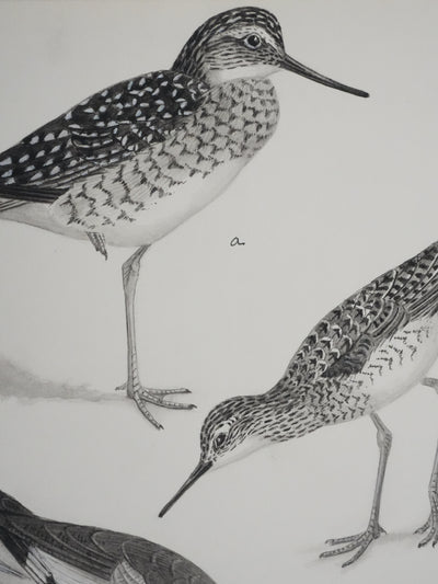 Louis DELAPCHIER : Chevaliers et Bécasseau semi palmé, Aquarelle originale signée