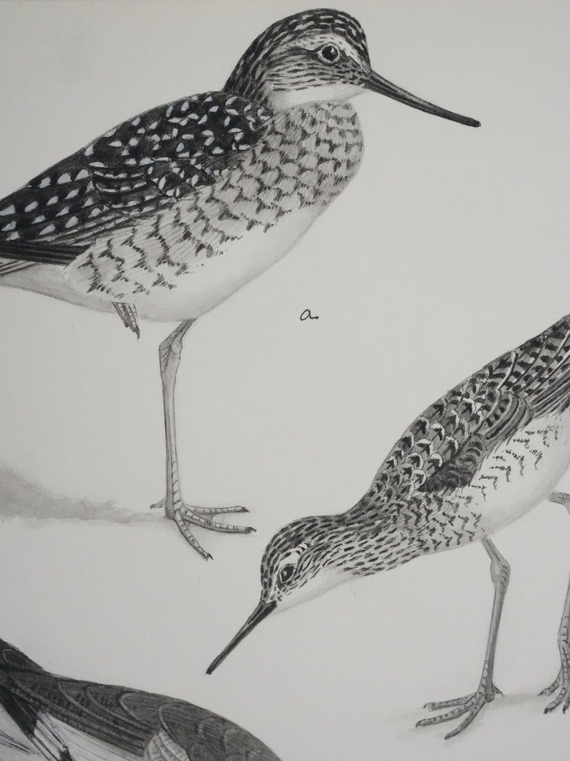 Louis DELAPCHIER : Chevaliers et Bécasseau semi palmé, Aquarelle originale signée