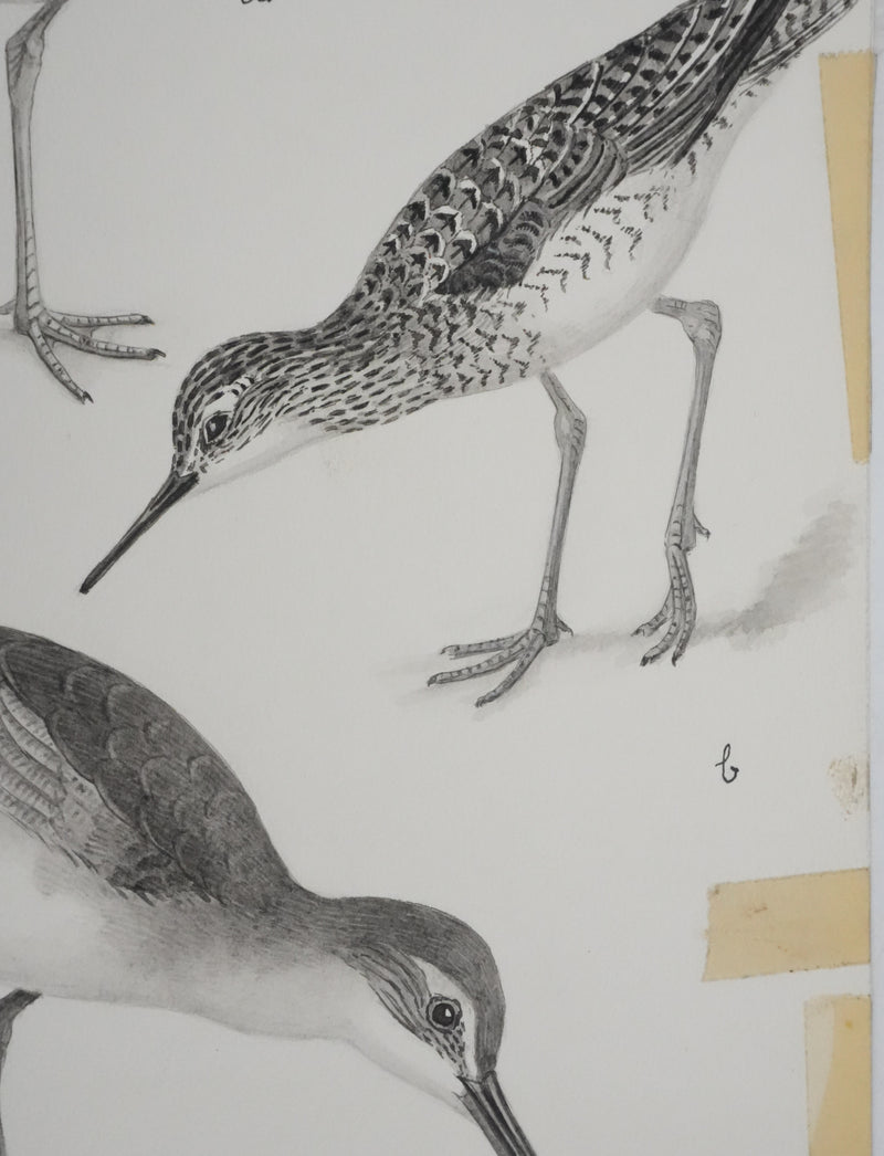 Louis DELAPCHIER : Chevaliers et Bécasseau semi palmé, Aquarelle originale signée