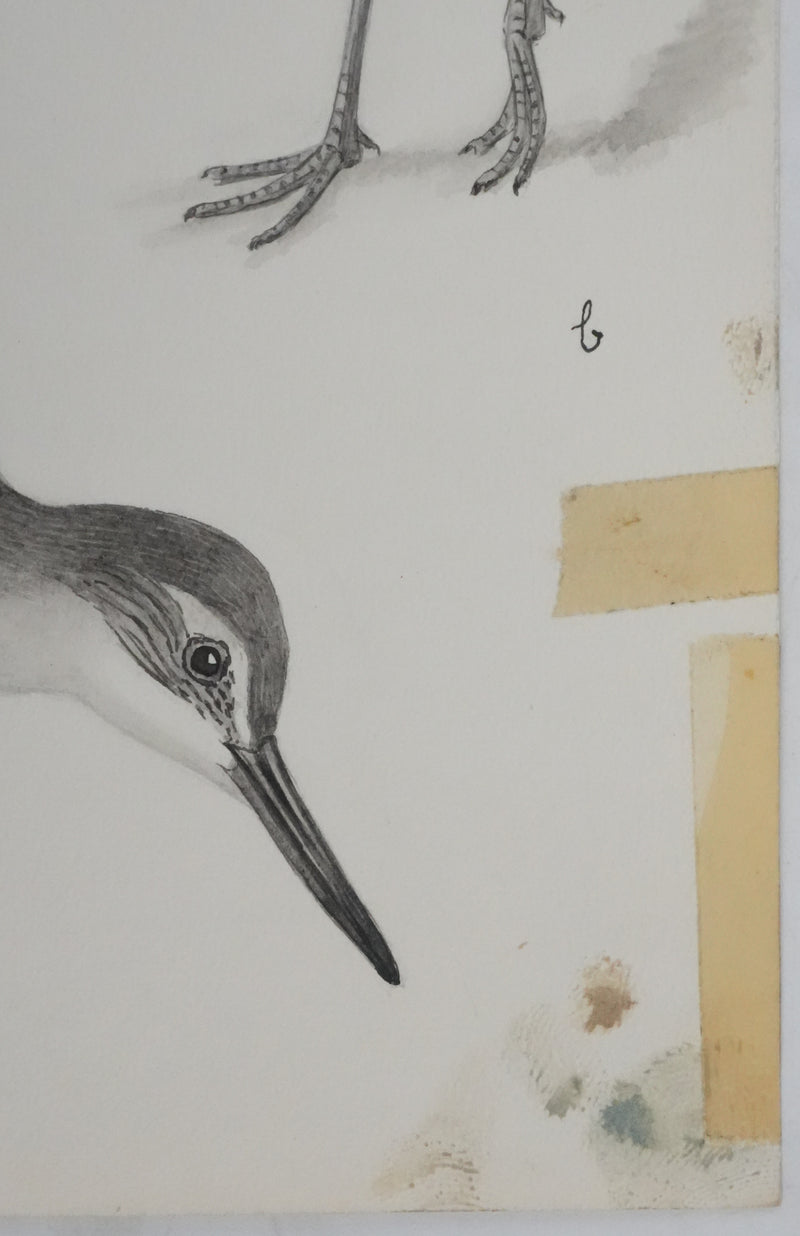 Louis DELAPCHIER : Chevaliers et Bécasseau semi palmé, Aquarelle originale signée