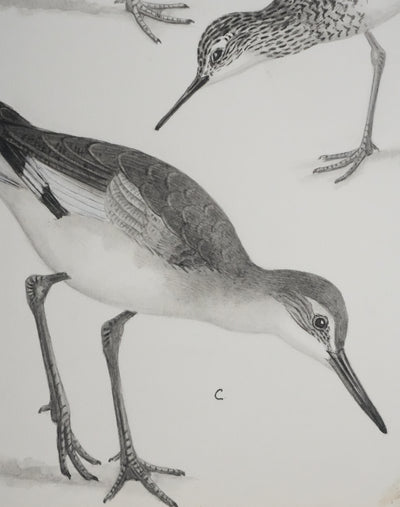 Louis DELAPCHIER : Chevaliers et Bécasseau semi palmé, Aquarelle originale signée
