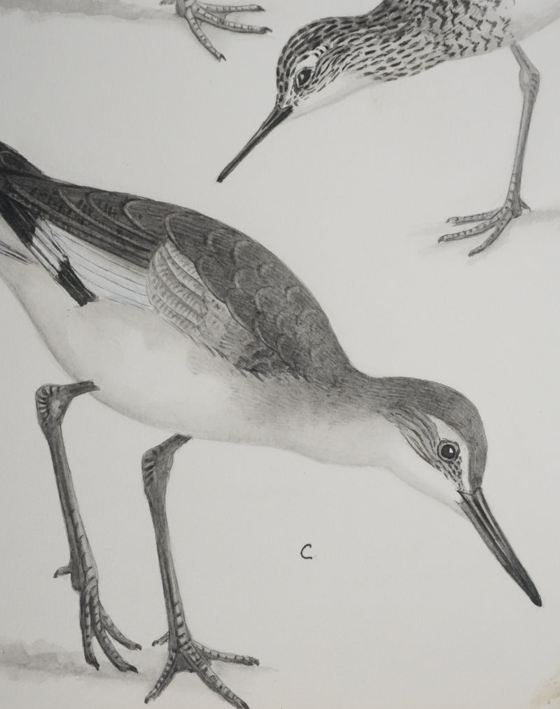 Louis DELAPCHIER : Chevaliers et Bécasseau semi palmé, Aquarelle originale signée