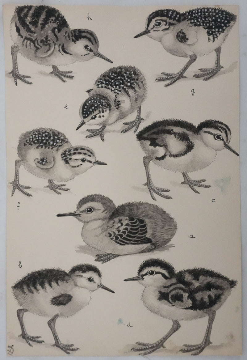 Louis DELAPCHIER : Poussins (Bécasseaux, Chevaliers et Barge rousse), Aquarelle originale signée