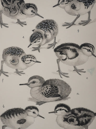 Louis DELAPCHIER : Poussins (Bécasseaux, Chevaliers et Barge rousse), Aquarelle originale signée