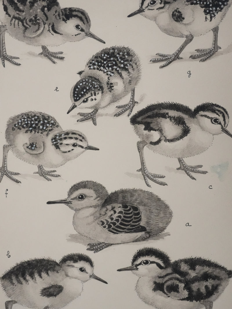 Louis DELAPCHIER : Poussins (Bécasseaux, Chevaliers et Barge rousse), Aquarelle originale signée