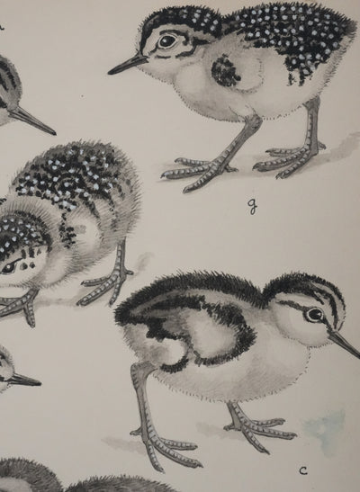 Louis DELAPCHIER : Poussins (Bécasseaux, Chevaliers et Barge rousse), Aquarelle originale signée