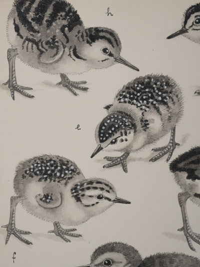 Louis DELAPCHIER : Poussins (Bécasseaux, Chevaliers et Barge rousse), Aquarelle originale signée