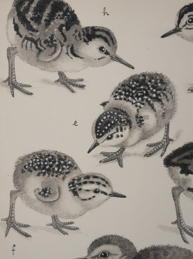 Louis DELAPCHIER : Poussins (Bécasseaux, Chevaliers et Barge rousse), Aquarelle originale signée