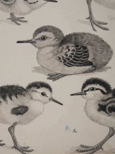Louis DELAPCHIER : Poussins (Bécasseaux, Chevaliers et Barge rousse), Aquarelle originale signée