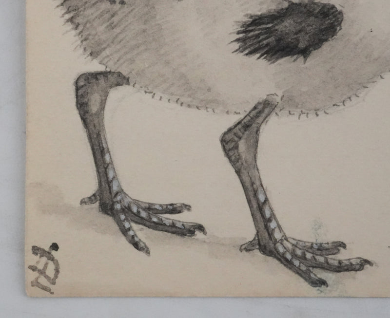 Louis DELAPCHIER : Poussins (Bécasseaux, Chevaliers et Barge rousse), Aquarelle originale signée