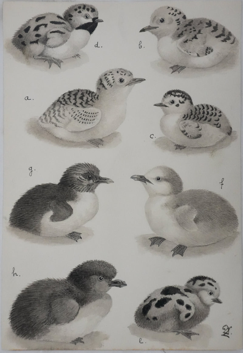 Louis DELAPCHIER : Poussins (Sterne, Guifette, Macareux), Aquarelle originale signée