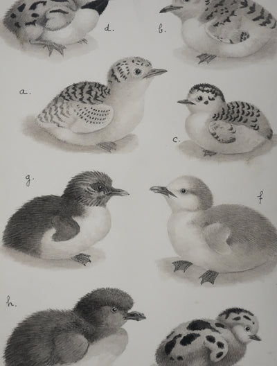 Louis DELAPCHIER : Poussins (Sterne, Guifette, Macareux), Aquarelle originale signée