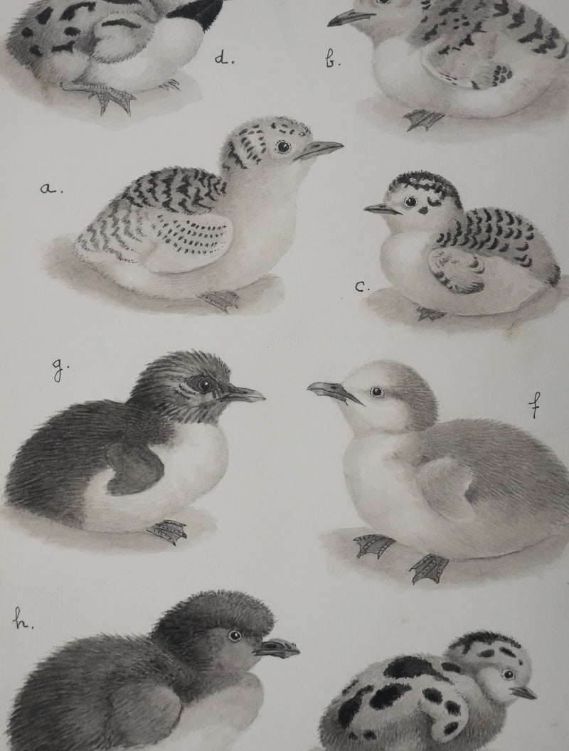 Louis DELAPCHIER : Poussins (Sterne, Guifette, Macareux), Aquarelle originale signée