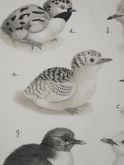 Louis DELAPCHIER : Poussins (Sterne, Guifette, Macareux), Aquarelle originale signée