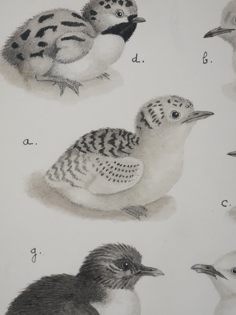 Louis DELAPCHIER : Poussins (Sterne, Guifette, Macareux), Aquarelle originale signée