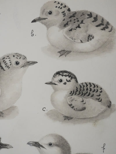 Louis DELAPCHIER : Poussins (Sterne, Guifette, Macareux), Aquarelle originale signée