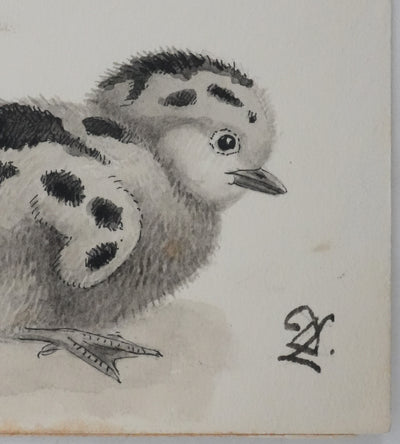 Louis DELAPCHIER : Poussins (Sterne, Guifette, Macareux), Aquarelle originale signée
