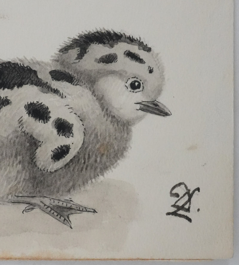Louis DELAPCHIER : Poussins (Sterne, Guifette, Macareux), Aquarelle originale signée