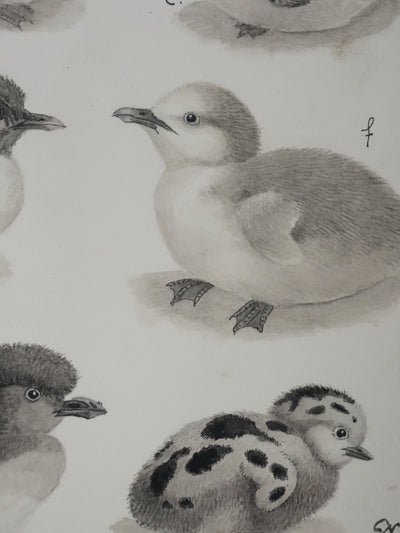 Louis DELAPCHIER : Poussins (Sterne, Guifette, Macareux), Aquarelle originale signée