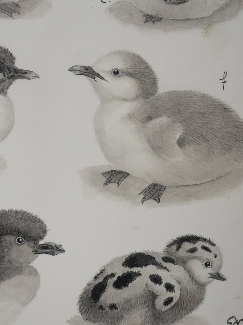 Louis DELAPCHIER : Poussins (Sterne, Guifette, Macareux), Aquarelle originale signée