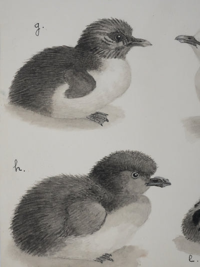 Louis DELAPCHIER : Poussins (Sterne, Guifette, Macareux), Aquarelle originale signée