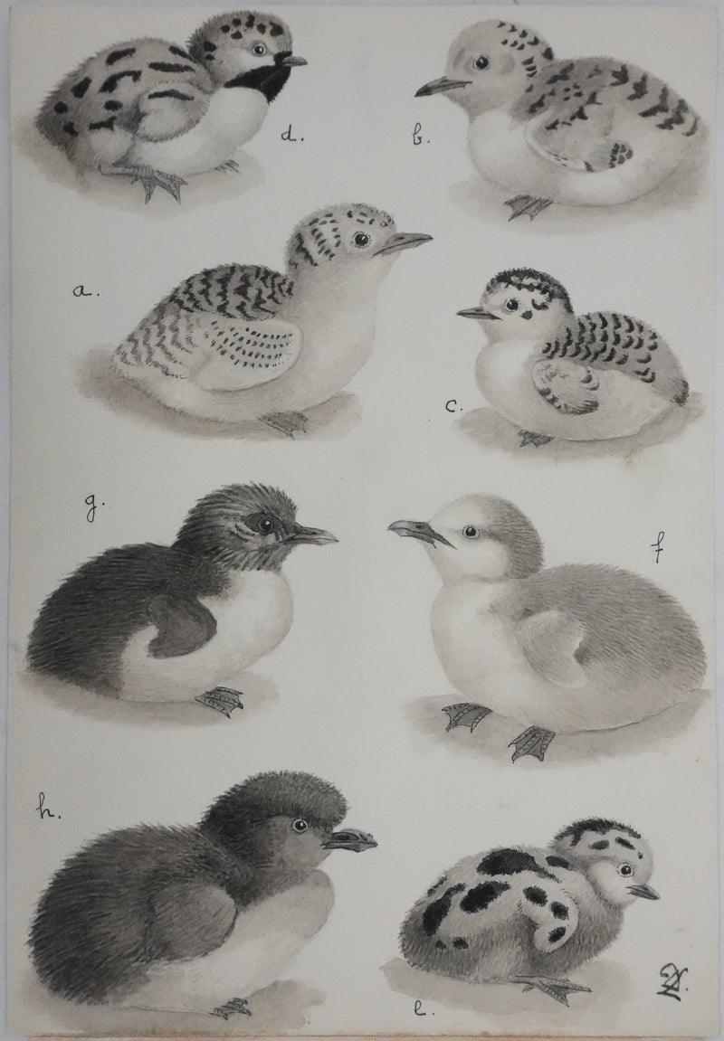 Louis DELAPCHIER : Poussins (Sterne, Guifette, Macareux), Aquarelle originale signée