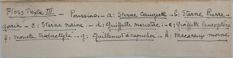 Louis DELAPCHIER : Poussins (Sterne, Guifette, Macareux), Aquarelle originale signée