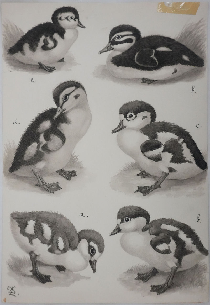 Louis DELAPCHIER : Poussins (Oie d&