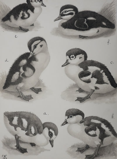 Louis DELAPCHIER : Poussins (Oie d'Egypte, Sarcelle, Canard), Aquarelle originale signée