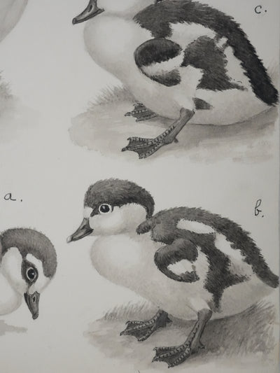 Louis DELAPCHIER : Poussins (Oie d'Egypte, Sarcelle, Canard), Aquarelle originale signée