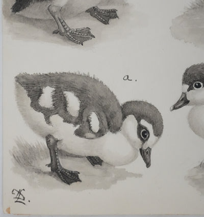 Louis DELAPCHIER : Poussins (Oie d'Egypte, Sarcelle, Canard), Aquarelle originale signée