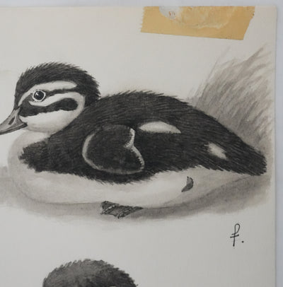 Louis DELAPCHIER : Poussins (Oie d'Egypte, Sarcelle, Canard), Aquarelle originale signée