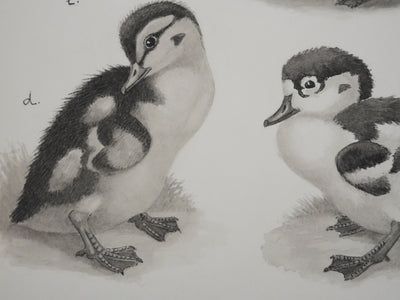 Louis DELAPCHIER : Poussins (Oie d'Egypte, Sarcelle, Canard), Aquarelle originale signée