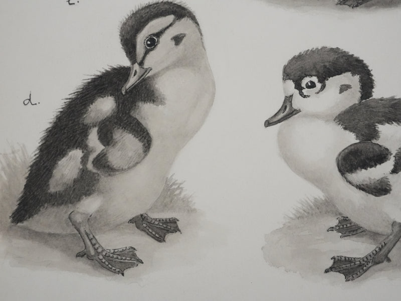 Louis DELAPCHIER : Poussins (Oie d&