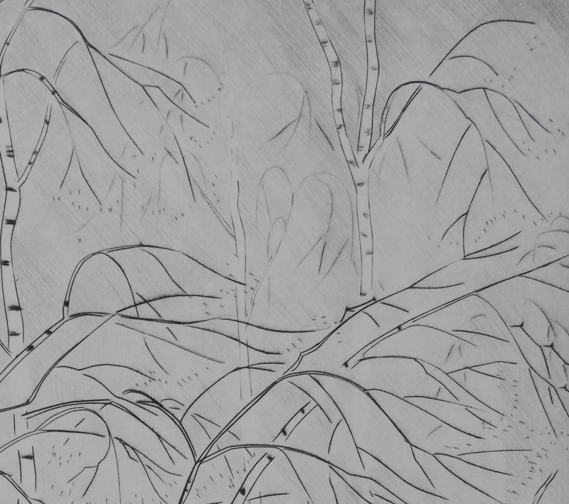 Camille COMBE : Le printemps des bouleaux, Gravure originale signée