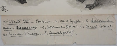 Louis DELAPCHIER : Poussins (Oie d'Egypte, Sarcelle, Canard), Aquarelle originale signée