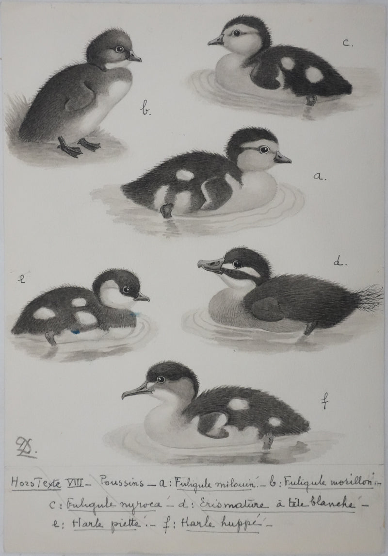 Louis DELAPCHIER : Poussins (Erismature, Harle et Fuligule), Aquarelle originale signée