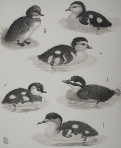 Louis DELAPCHIER : Poussins (Erismature, Harle et Fuligule), Aquarelle originale signée
