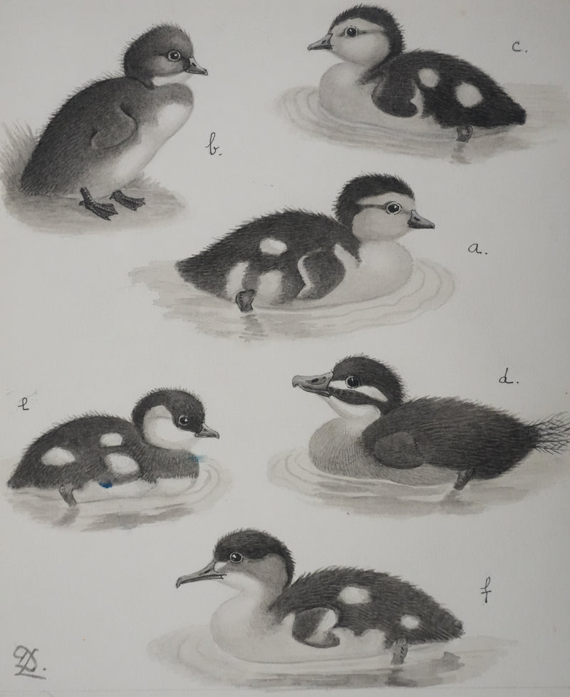 Louis DELAPCHIER : Poussins (Erismature, Harle et Fuligule), Aquarelle originale signée