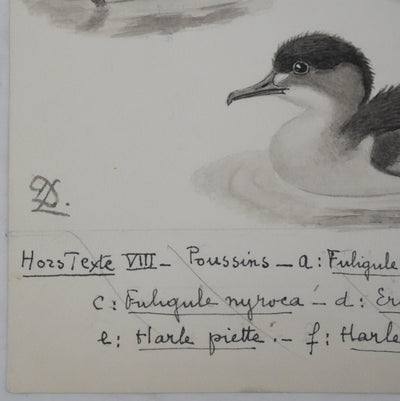 Louis DELAPCHIER : Poussins (Erismature, Harle et Fuligule), Aquarelle originale signée