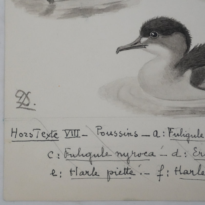 Louis DELAPCHIER : Poussins (Erismature, Harle et Fuligule), Aquarelle originale signée
