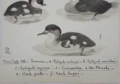 Louis DELAPCHIER : Poussins (Erismature, Harle et Fuligule), Aquarelle originale signée