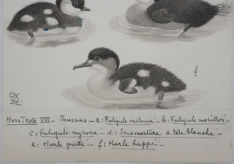 Louis DELAPCHIER : Poussins (Erismature, Harle et Fuligule), Aquarelle originale signée